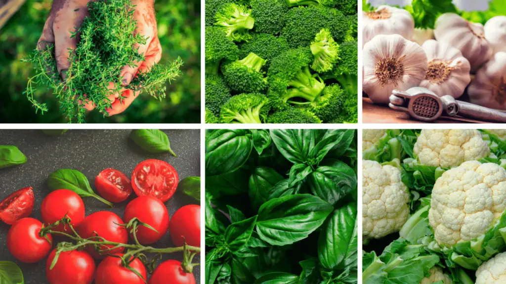 30 Fast Growing Vegetables In Pots (Growth Time Mentioned) | Slick Garden