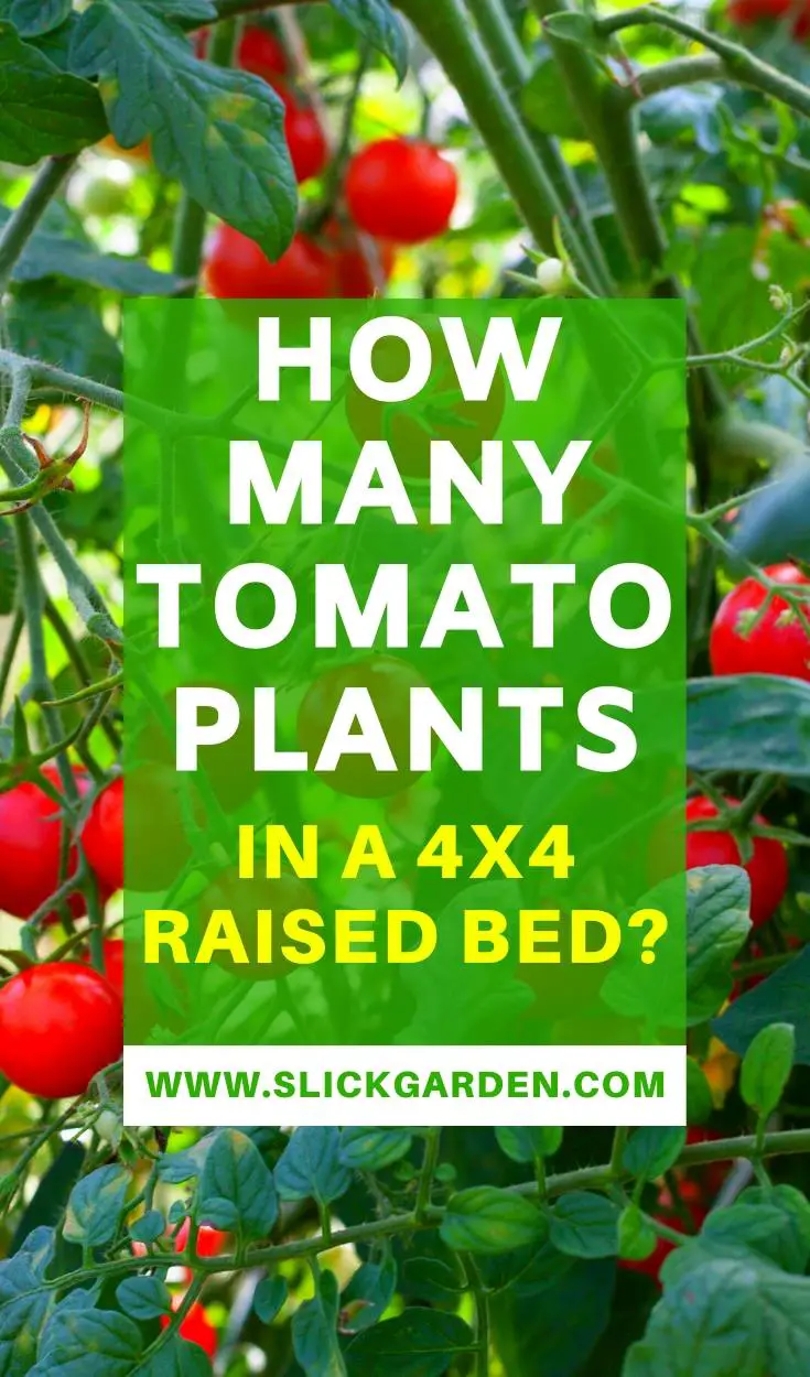 How Many Tomato Plants In A 4x4 Raised Bed? Slick Garden How Many Tomato Plants In A 4x4 Raised Bed? Slick Garden