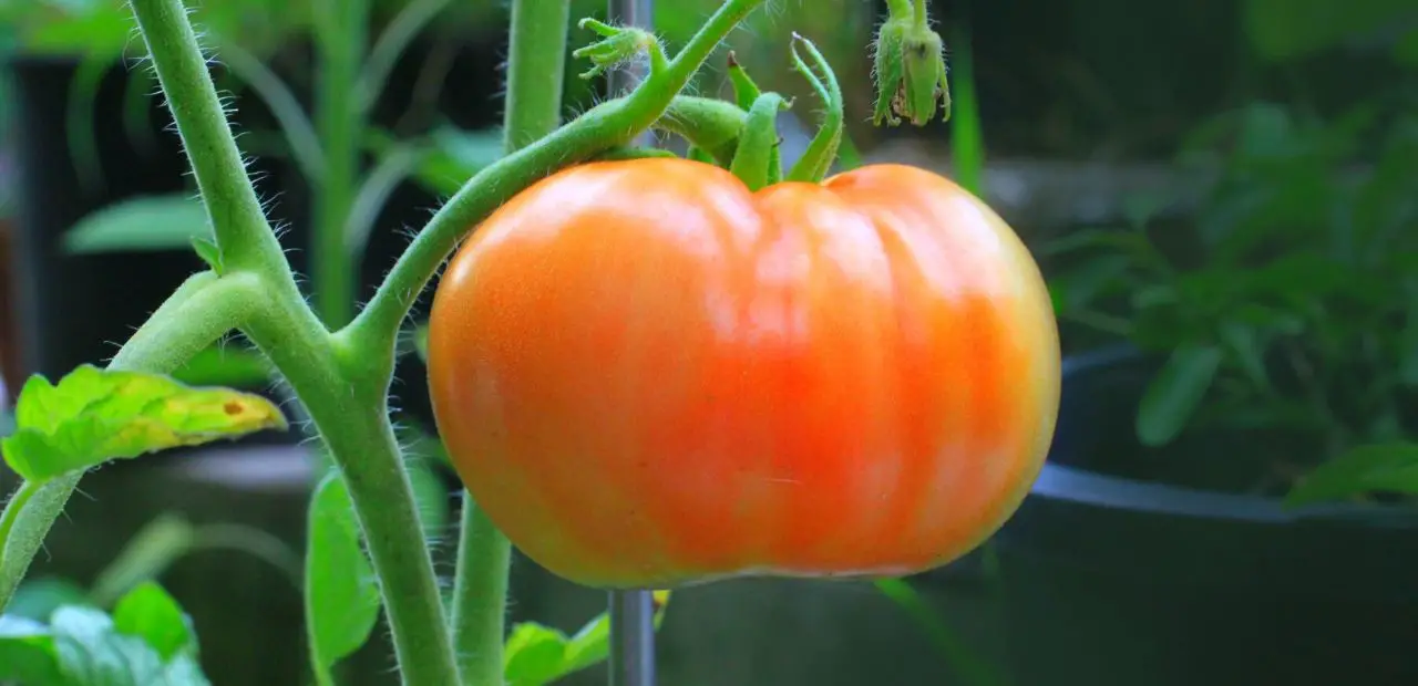 How To Grow Beefsteak Tomatoes Indoor? Slick Garden