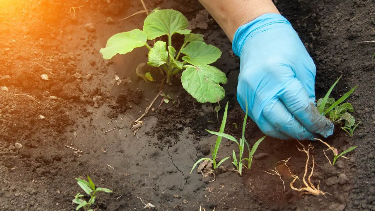 How To Keep Weeds Out Of Raised Garden Beds Extremely Easy Methods Slick Garden