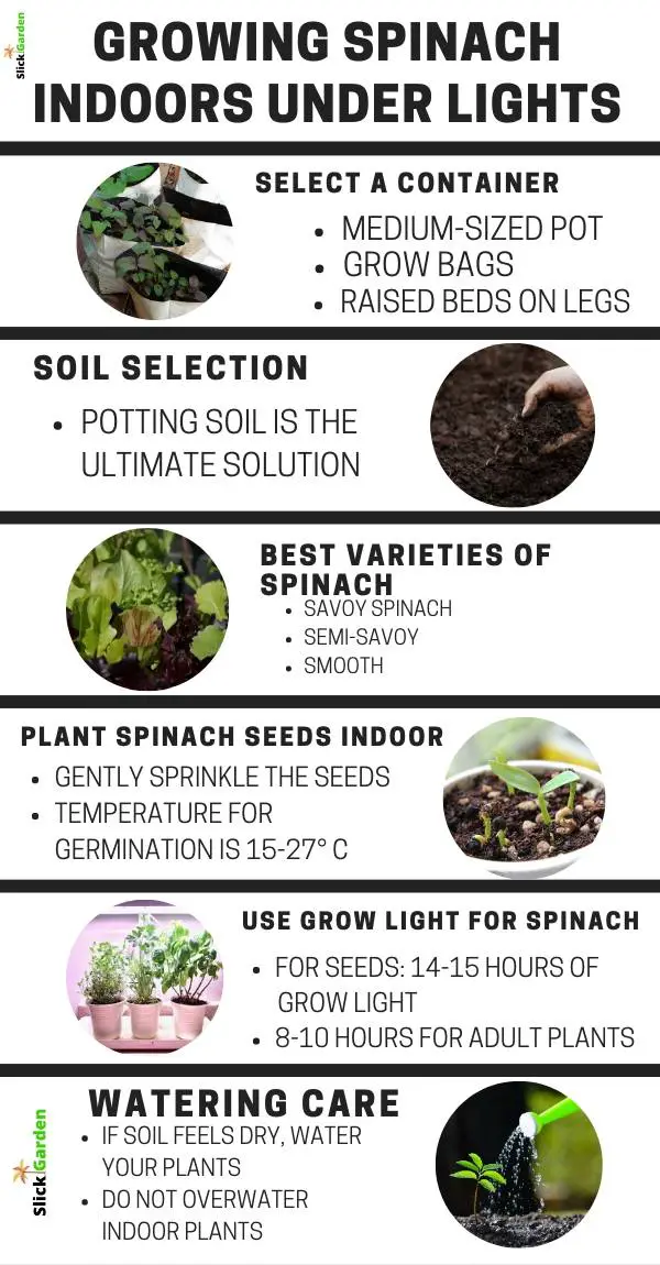 Growing Spinach Indoors Under Lights Slick Garden
