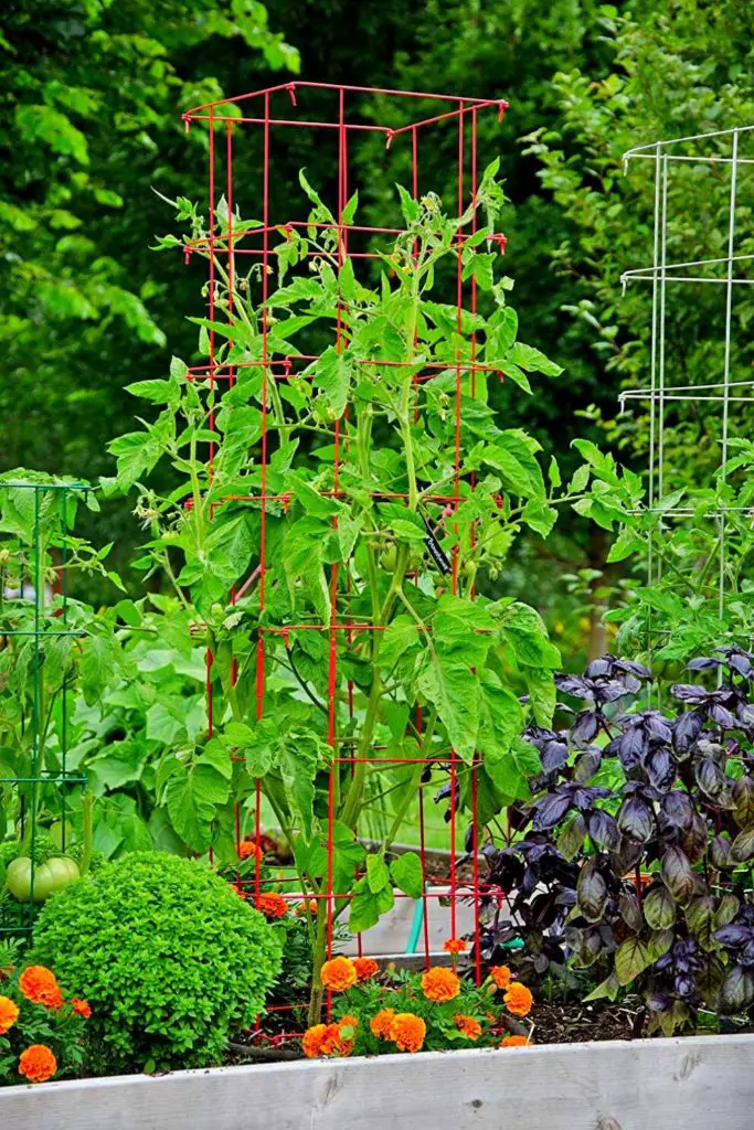12 BEST Trellis For Cucumber In Raised Beds | Slick Garden