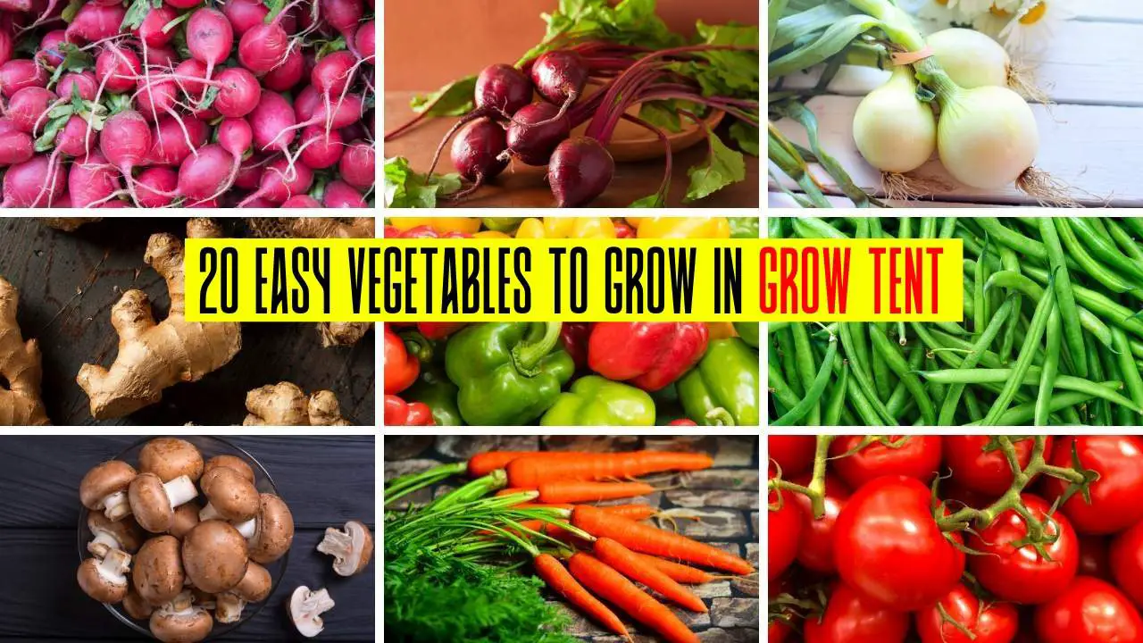 20 Easy Vegetables To Grow In Grow Tent Slick Garden
