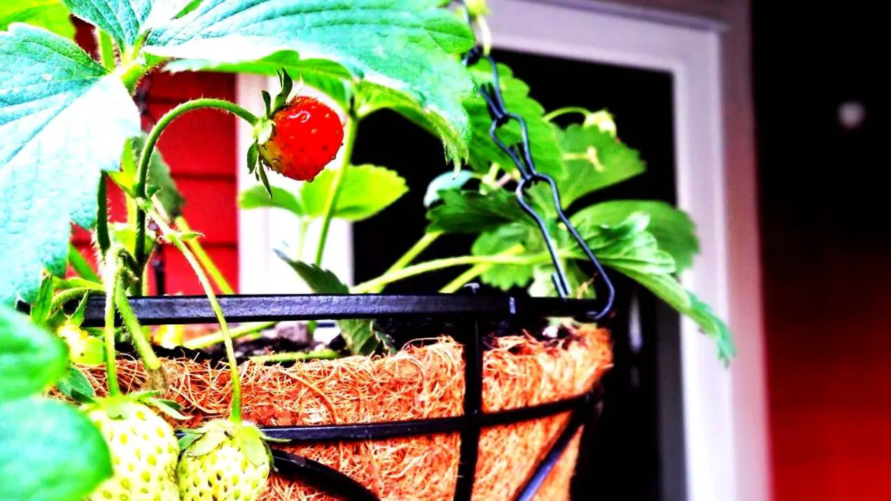 An Easy Way To Grow Strawberries In Hanging Baskets Slick Garden
