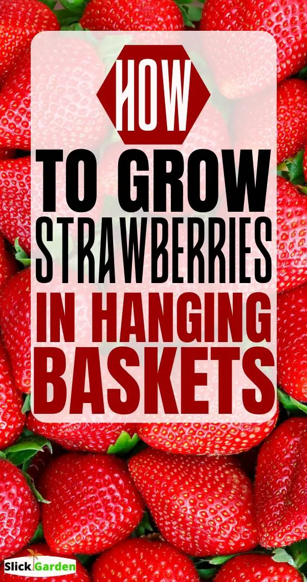 An Easy Way To Grow Strawberries In Hanging Baskets Slick Garden