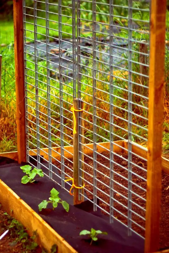 12 BEST Trellis For Cucumber In Raised Beds | Slick Garden