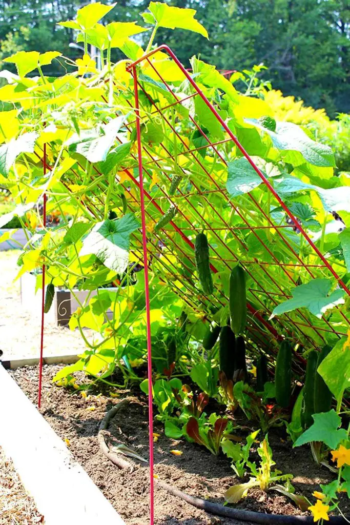 12 BEST Trellis For Cucumber In Raised Beds | Slick Garden