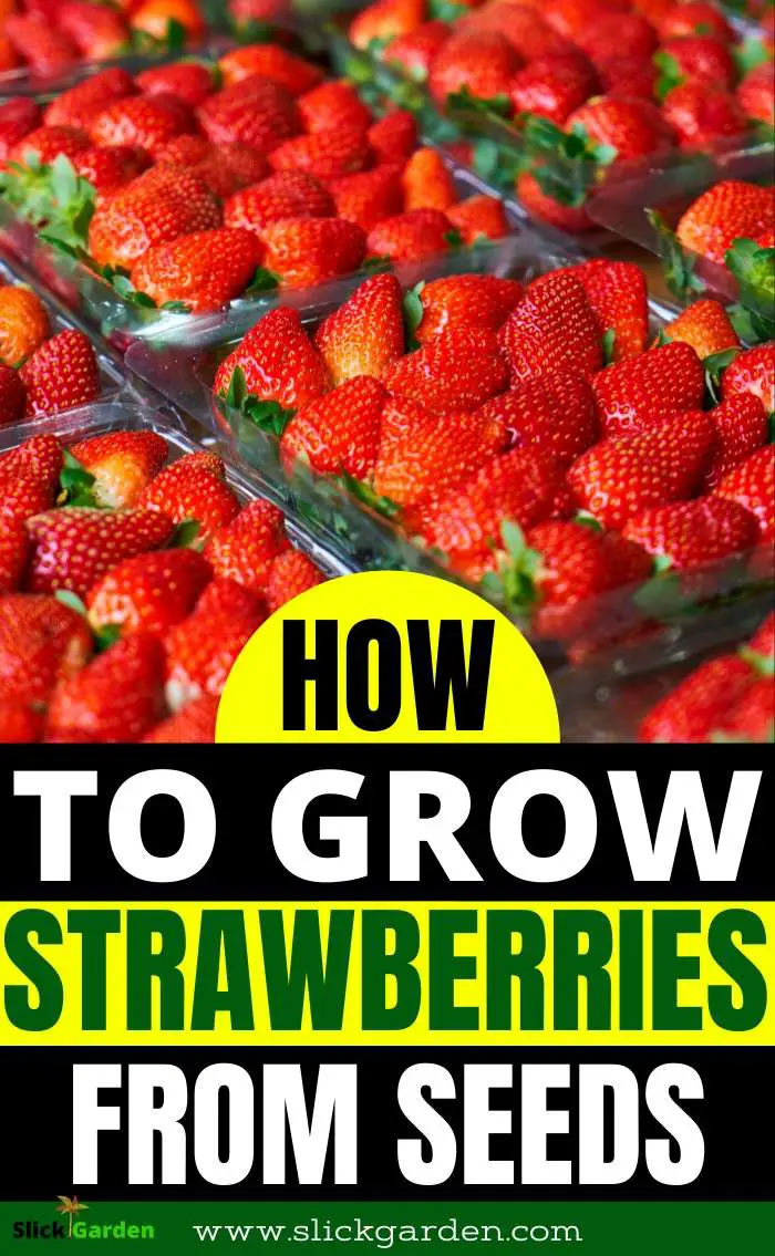 How to Grow Strawberry from Seeds at Home Slick Garden