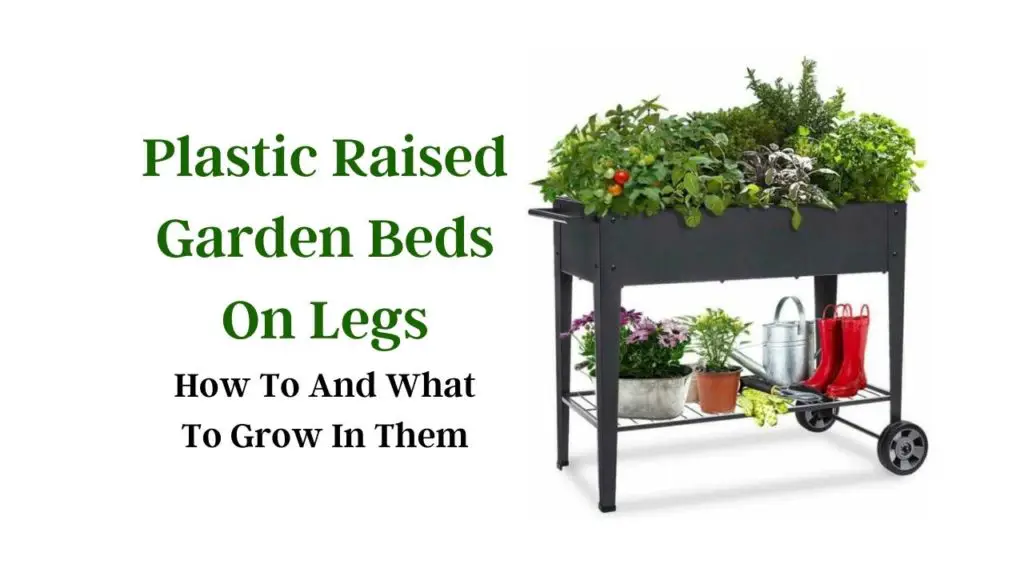 Plastic Raised Garden Beds On Legs How To And What To Grow In