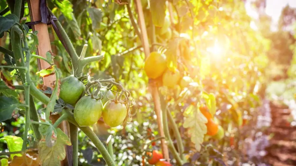 How Many Tomato Plants In A 4x4 Raised Bed Slick Garden