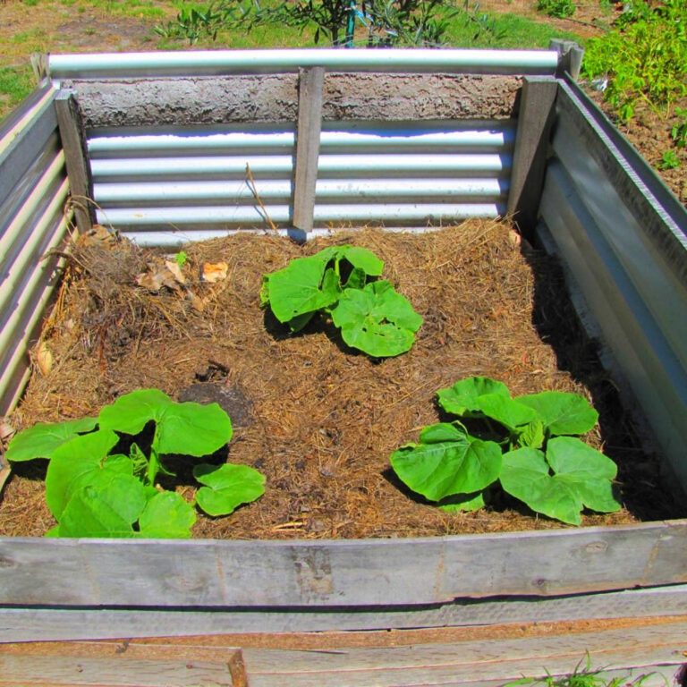 An Easy Way To Grow Pumpkins In A Raised Bed + Health Benefits – Slick ...