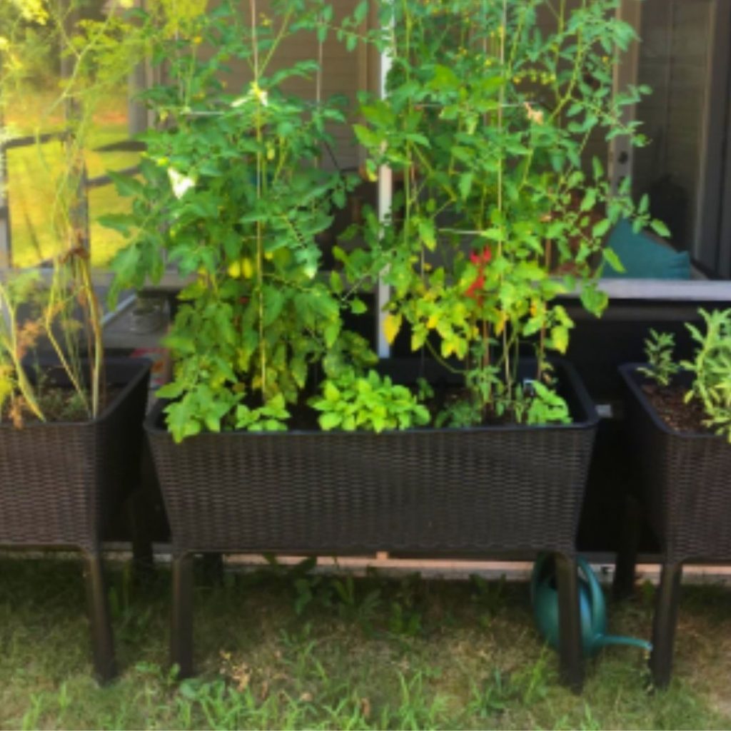 Plastic Raised Garden Beds On Legs How To And What To Grow In