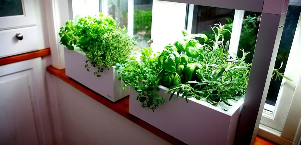 Best Vegetables To Grow Indoors Under Lights Slick Garden