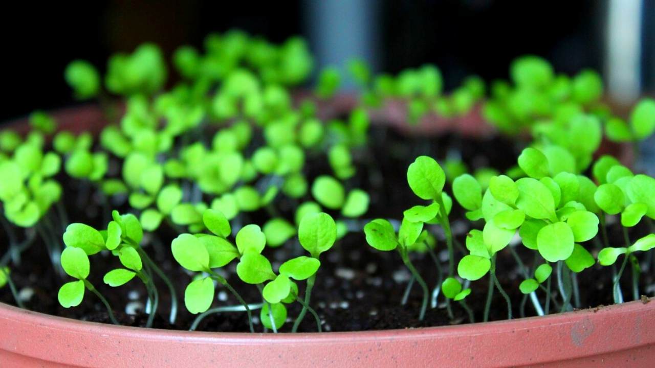 How to Grow Lettuce from Seed At Home – Slick Garden