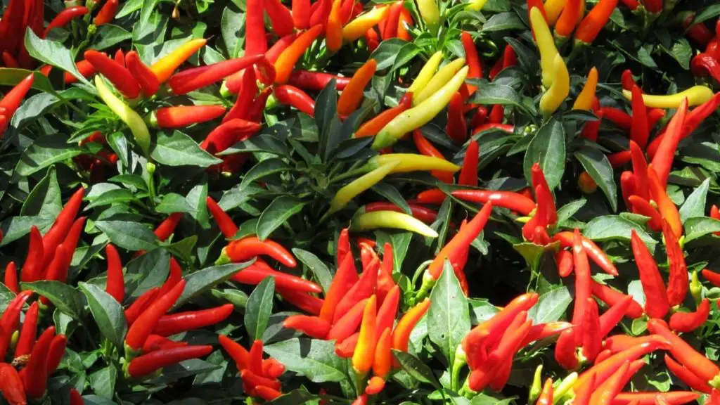 How To Grow Chillies From Seeds 100+ Chillies Per Plant + Health