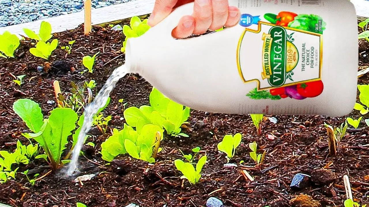 Why You Should Use White Vinegar In Your Garden Slick Garden