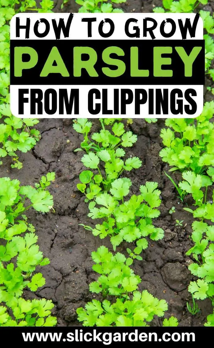 How To Grow Parsley From Clippings Slick Garden