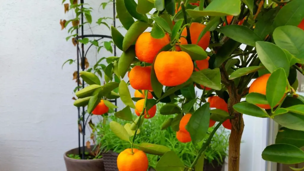 How To Grow Grapefruit Trees In Pots? Slick Garden