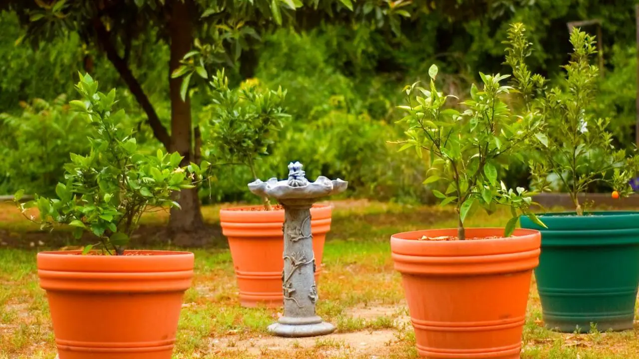 How To Grow Grapefruit Trees In Pots? Slick Garden