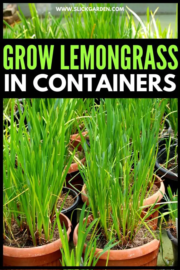 How To Grow Lemongrass In Pots | Slick Garden