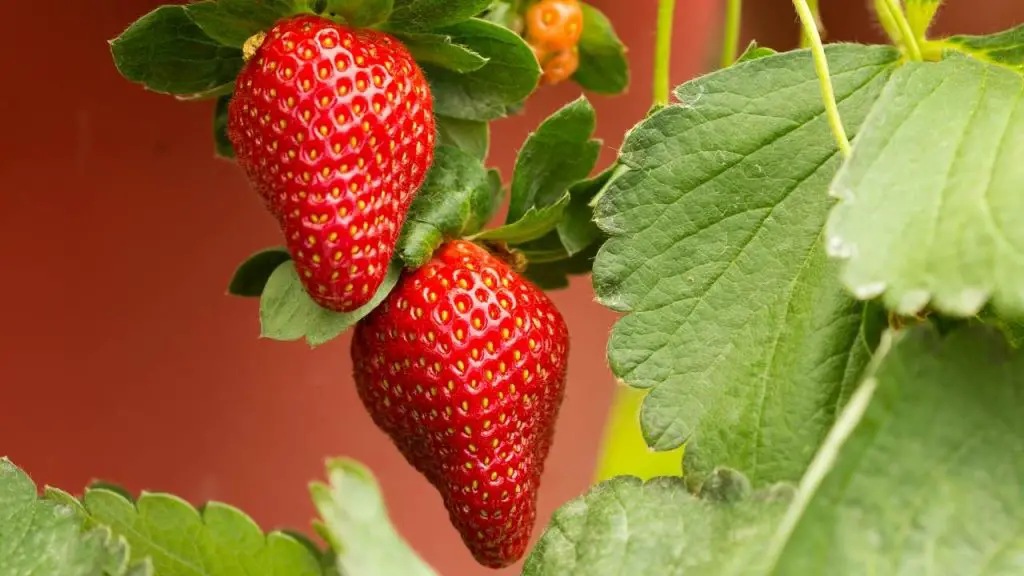 How to Grow Strawberries Indoors Slick Garden