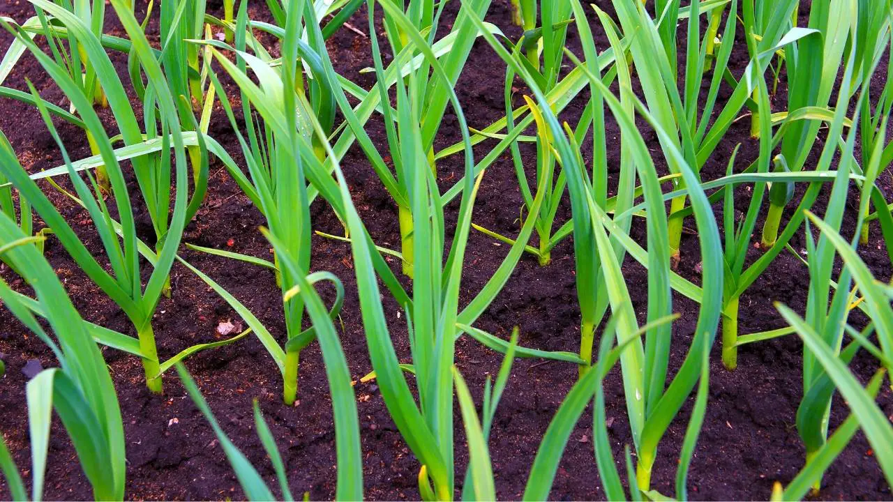 How To Grow Garlic Cloves Indoor Slick Garden
