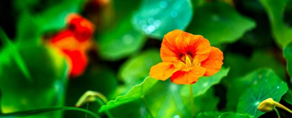 Nasturtium