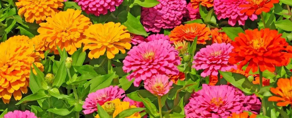 Zinnias