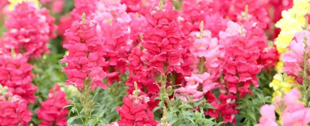 Snapdragons