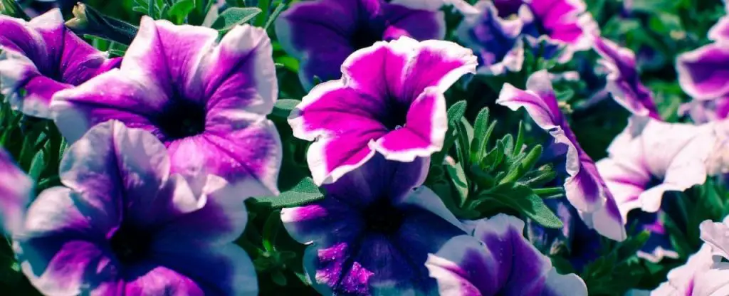 Petunias