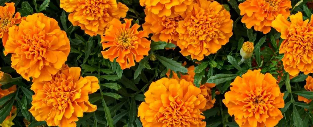 Marigolds