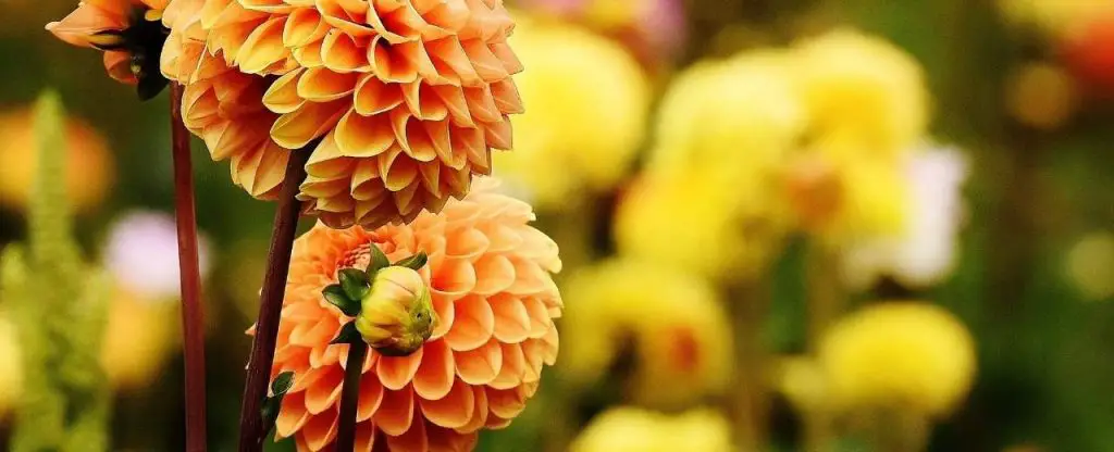 Dahlias