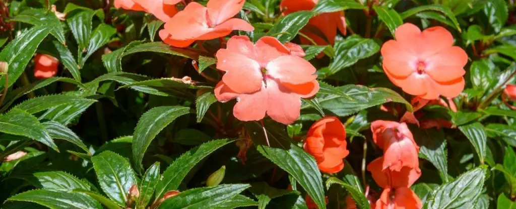 Impatiens